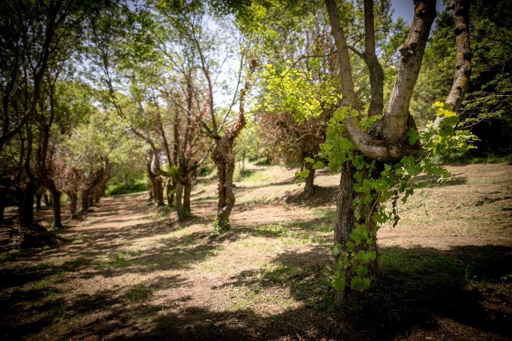 Borgo Al Teto La Vite Apartamento Castiglion Fiorentino Exterior foto